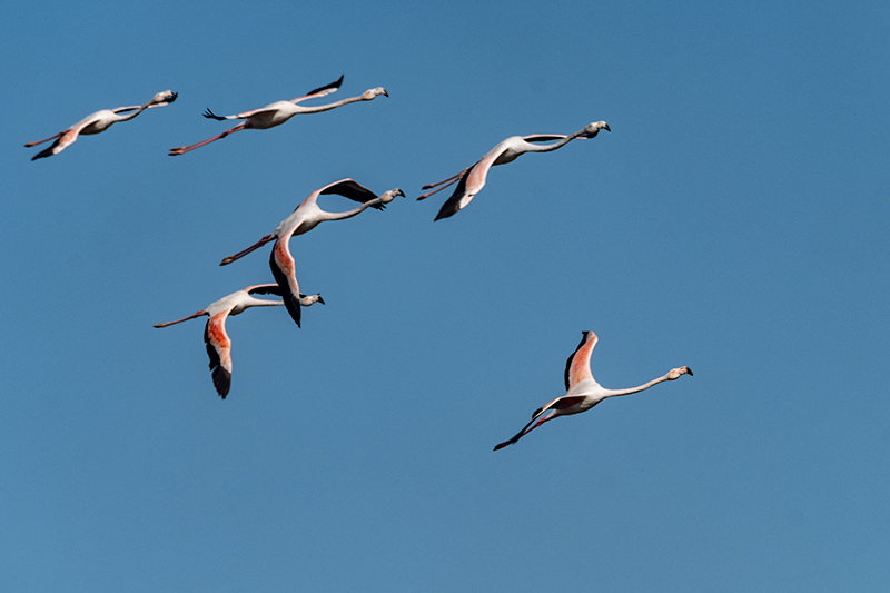 Flamencs (Phoenicopterus ruber)