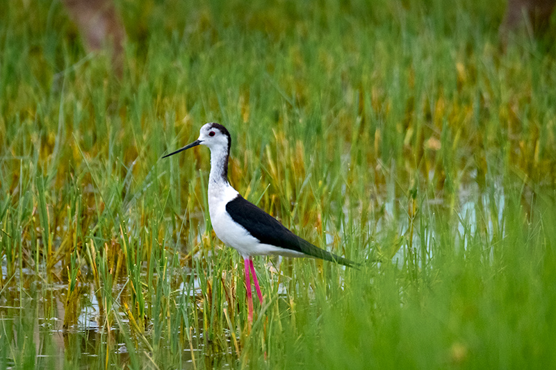 Cames llargues (Himantopus himantopus)