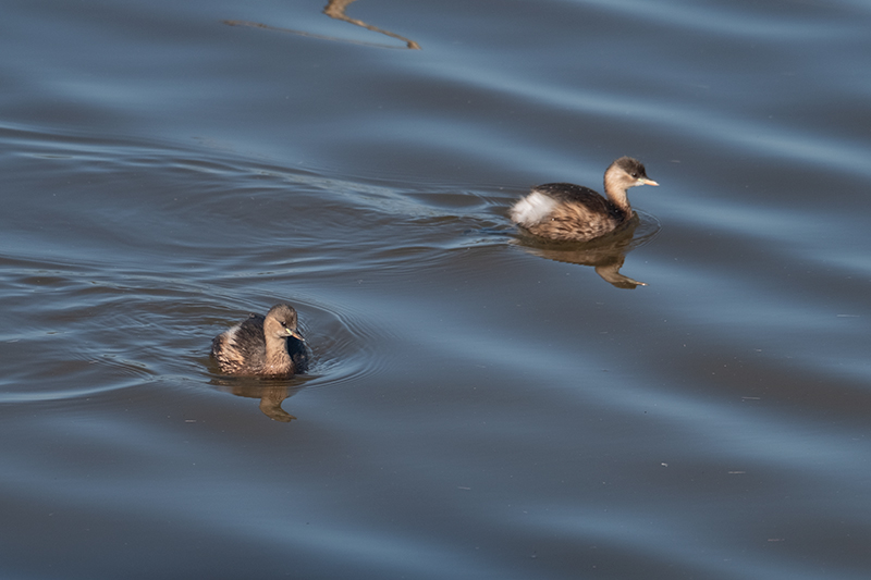 Cabusset (Tachybaptus ruficollis)