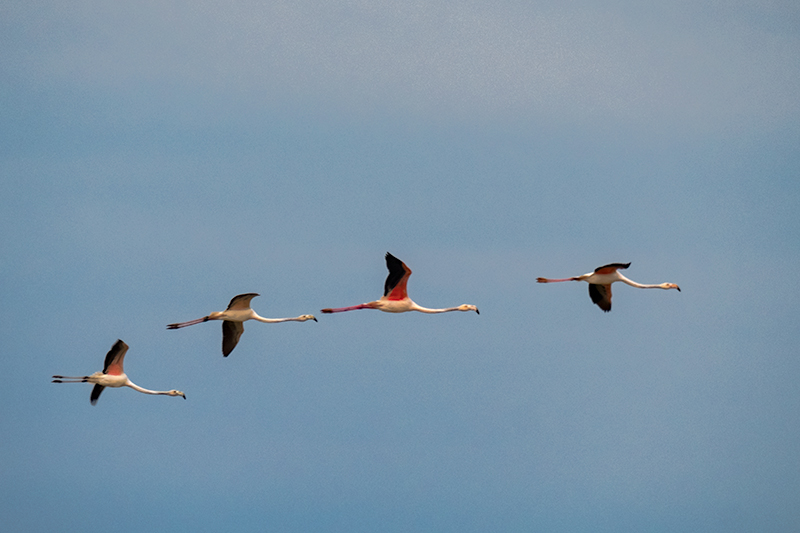 Flamenc (Phoenicopterus ruber)