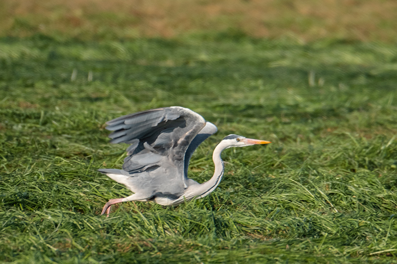 Bernat pescaire (Ardea cinerea)