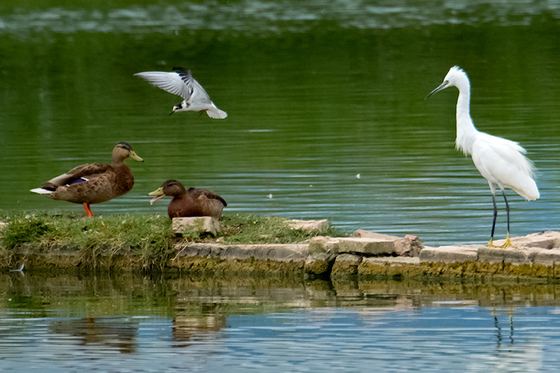 Martinet blanc (Egretta garzetta), Fumarell negre (Chlidonias niger) Ànec collverd (Anas platyrhynchos)