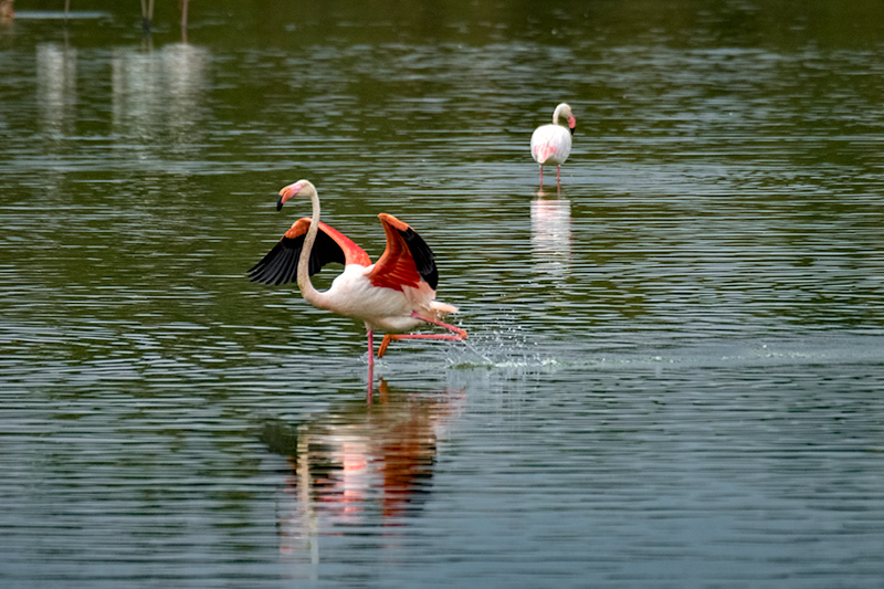 Flamenc. Phoenicopterus ruber