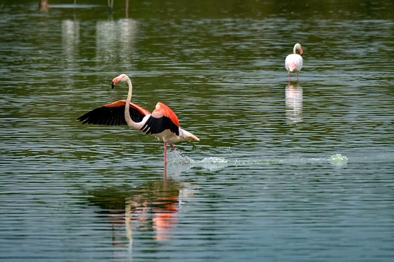 Flamenc. Phoenicopterus ruber