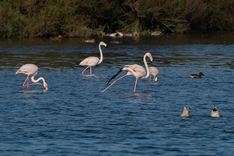 Flamenc (Phoenicopterus ruber).