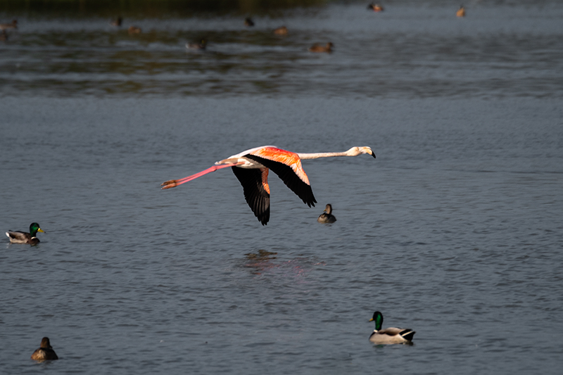 Flamenc (Phoenicopterus ruber)