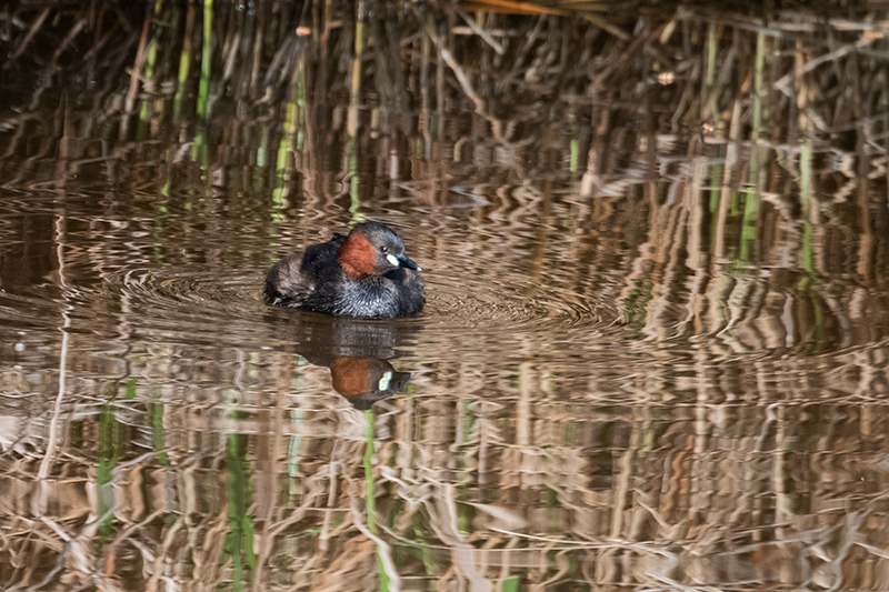 Cabusset (Tachybaptus ruficollis)