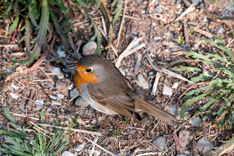 Pit roig (Erithacus rubecola)