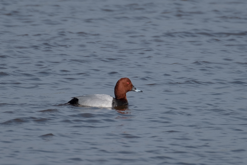 Morell de cap-roig (Aythya ferina)