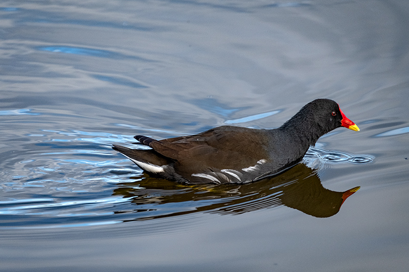 Polla d'aigua (Gallinula chloropus)