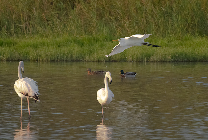 Agró blanc ( Ardea alba ) Flamenc (Phoenicopterus ruber)