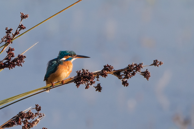 Blauet. Alcedo atthis