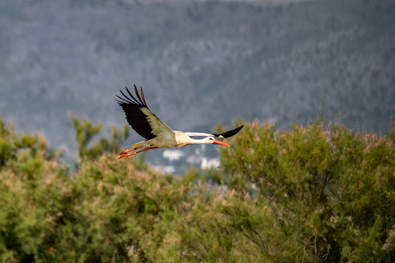 Cigonya (Ciconia ciconia)