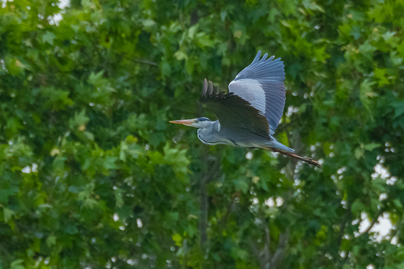 Bernat pescaire (Ardea cinerea)