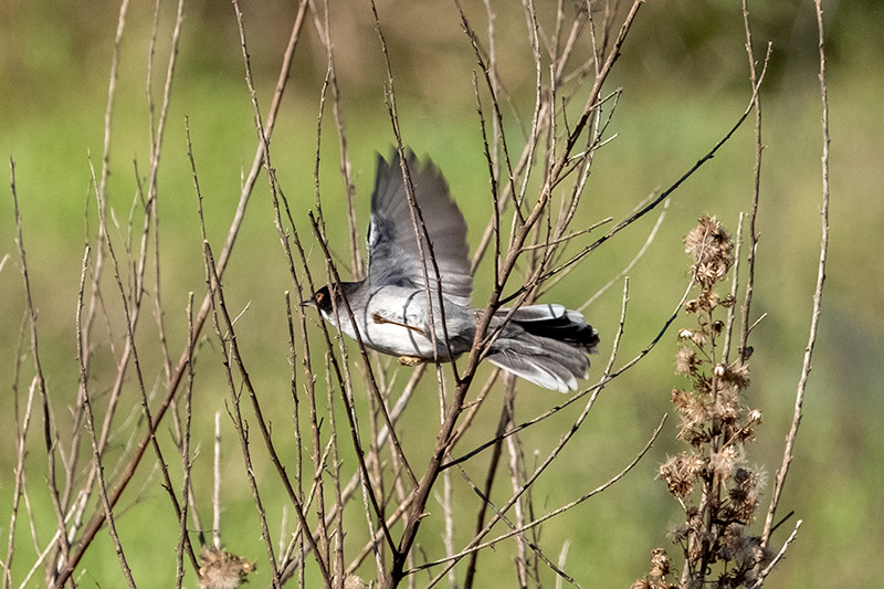 Tallarol capnegre (Sylvia melanocephala).