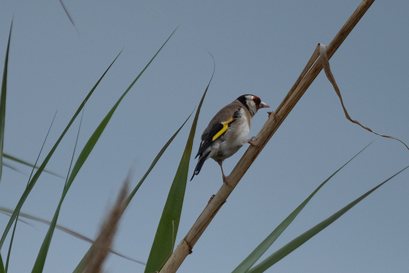 Cadernera (Carduelis carduelis)