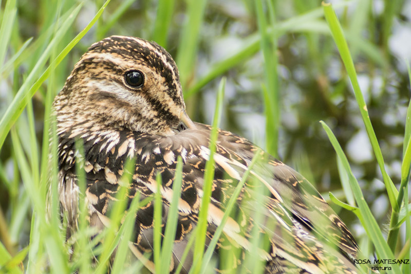 Becadell comú (Gallinago gallinago)