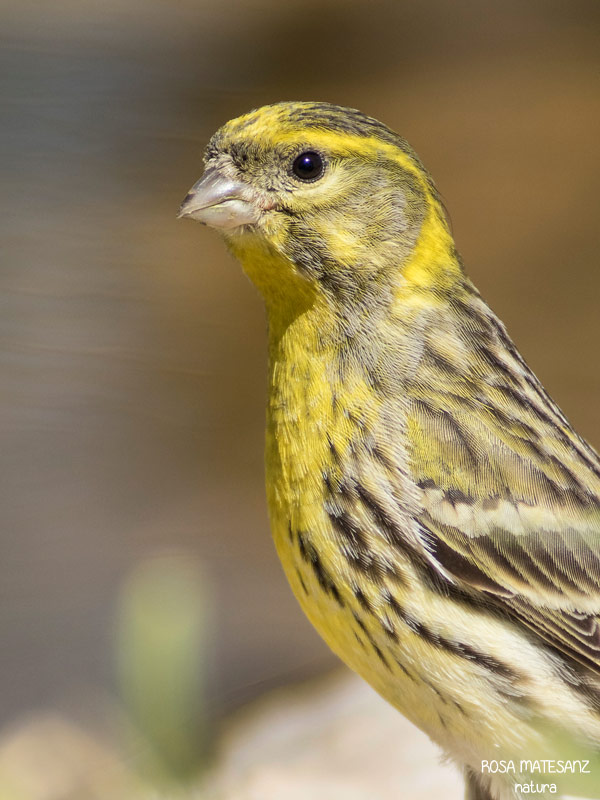 Gafarró (Serinus serinus)