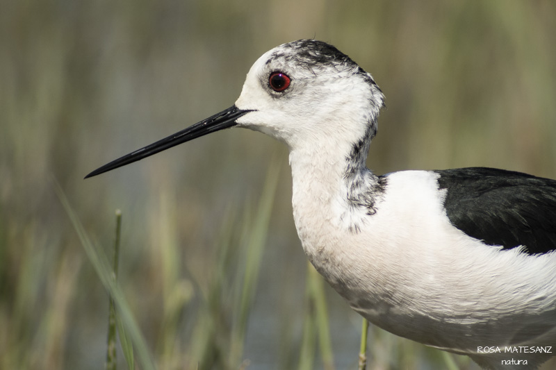 Cames llargues (Himantopus himantopus)