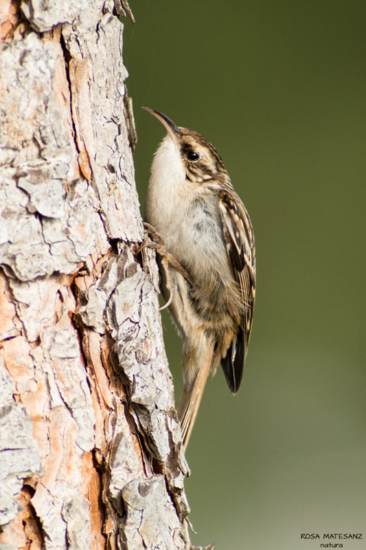 El raspinell comú (Certhia brachydactyla)