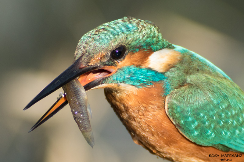 Blauet (Alcedo atthis)