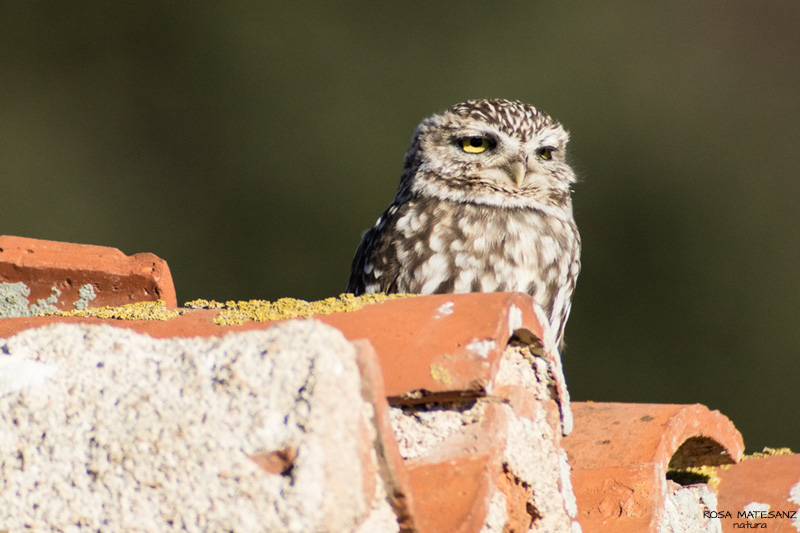 Mussol (Athene noctua)