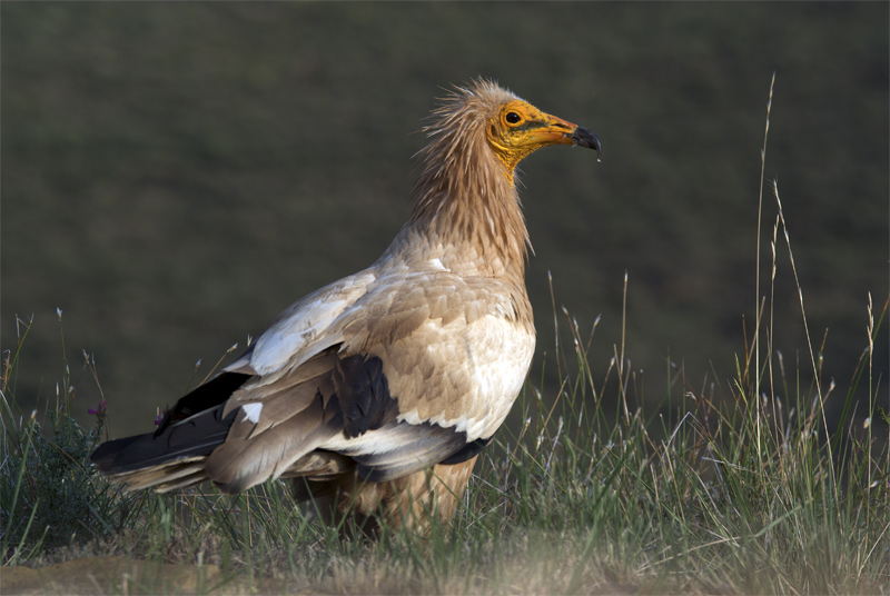 Aufrany(Neophron percnopterus)"Vall de la Terreta"