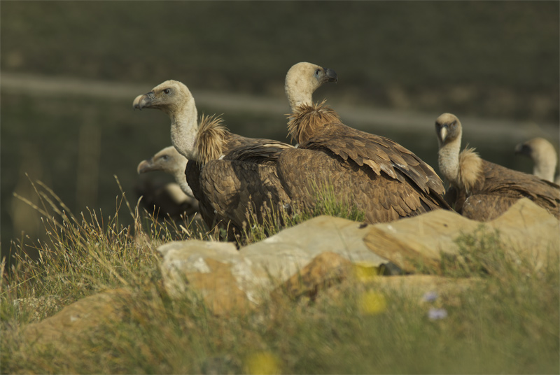 Voltor comú (Gyps fulvus)-"Vall de la Terreta"