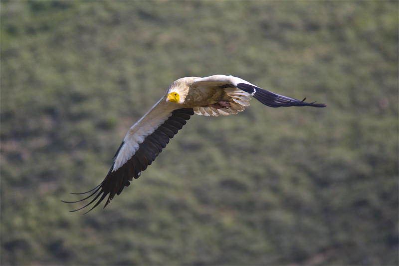 Aufrany(Neophron percnopterus)"Vall de la Terreta"