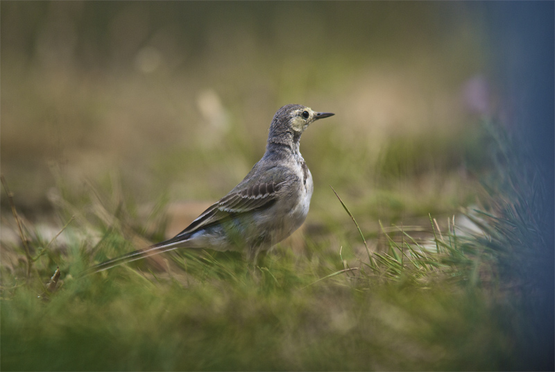 Cuereta blanca(Motacilla alba)