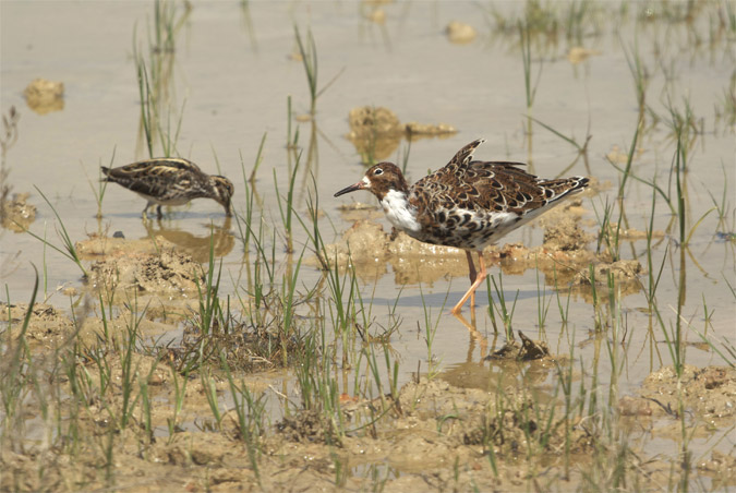 Batallaire(Philomachus pugnax)