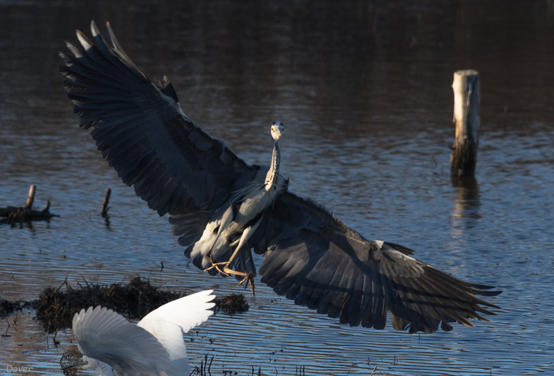 Bernat pescaire (Ardea cinerea)