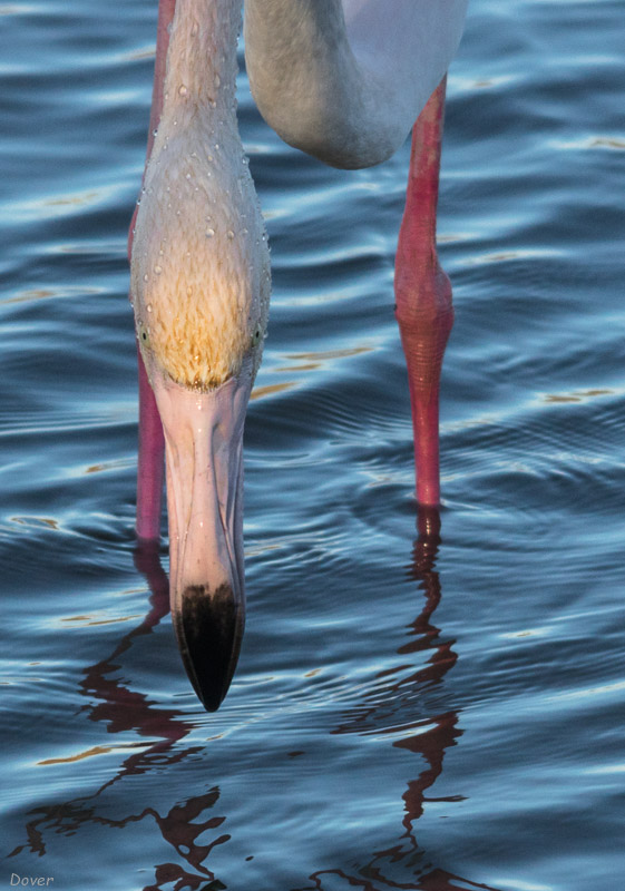 Flamenc (Phoenicopterus roseus)