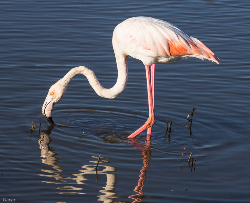 Flamenc (Phoenicopterus roseus)