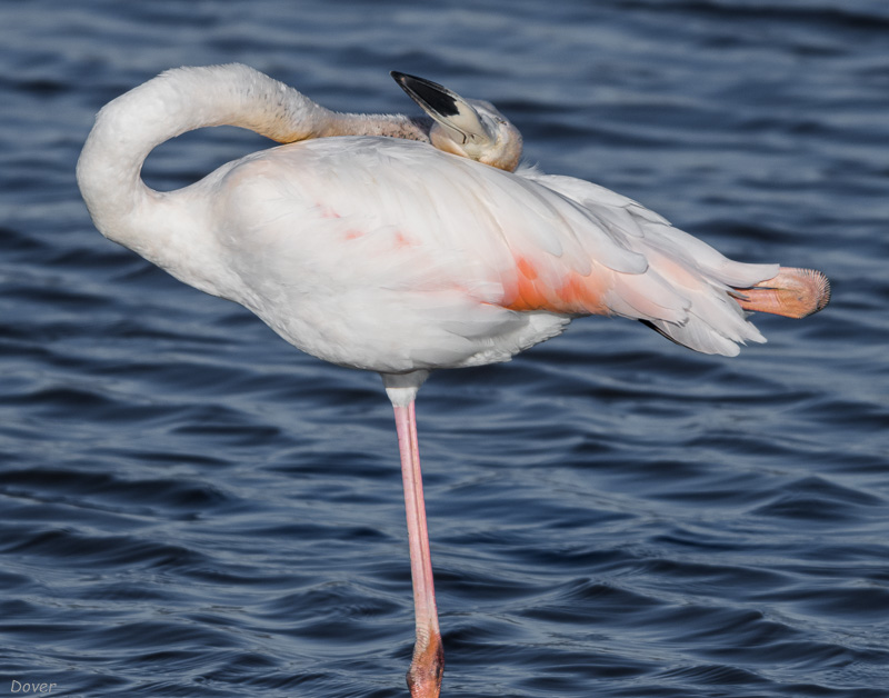 Flamenc (Phoenicopterus roseus