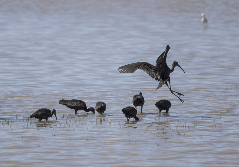 Capó reial (Plegadis falcinellus)