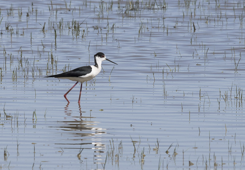 Cames llargues (Himantopus  himantopus)