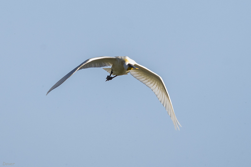 Becplaner  (Platalea leucorodia)