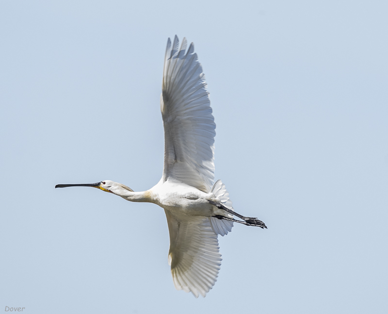 Becplaner  (Platalea leucorodia)