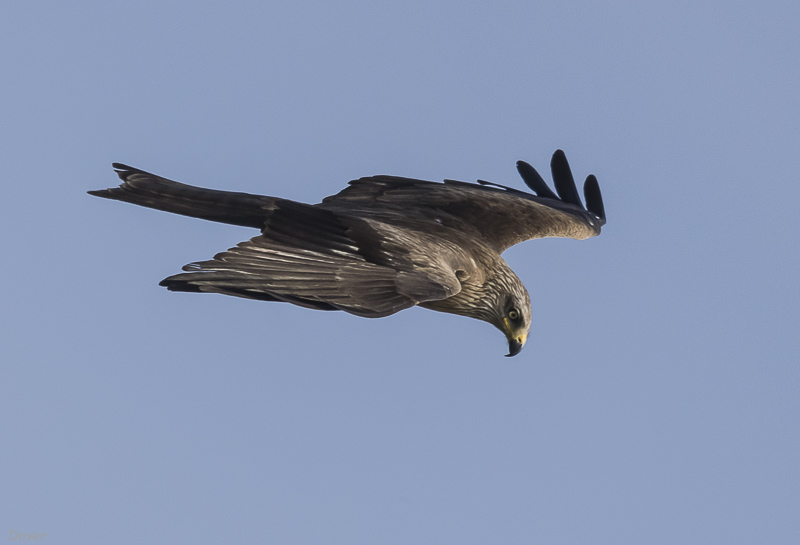 Milá negre ( Milvus migrans)