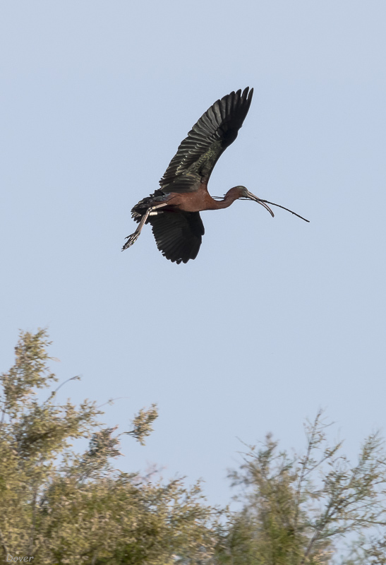 Capó reial (Plegadis falcinellus)