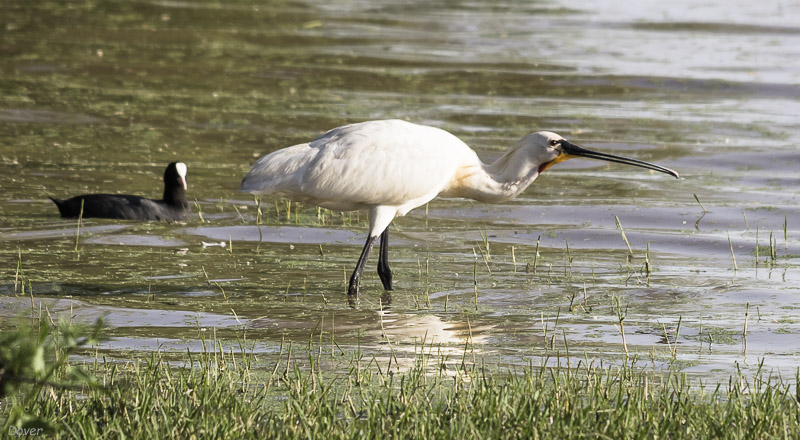 Becplaner  (Platalea leucorodia)