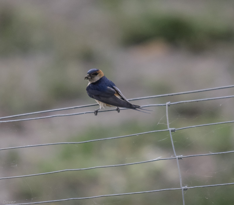 Oreneta cua-rogenca (Cecropis daurica)