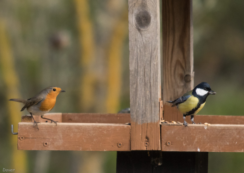 Pit-roig (Erithacus rubecula) & Mallerenga carbonera  (Parus major)