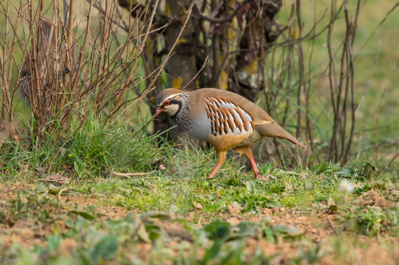 Perdiu roja  (Alectoris rufa)