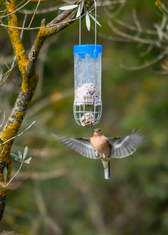 Pinsà comú  (Fringilla coelebs)