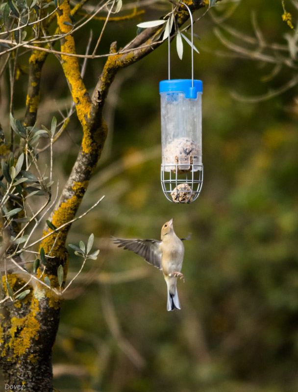 Pinsà comú  (Fringilla coelebs)