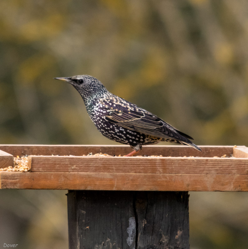 Estornell  (Sturnus  vulgaris)