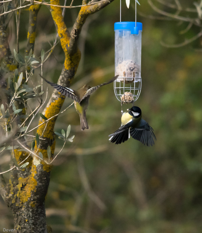 Pinsà comú  (Fringilla coelebs) & Mallerenga carbonera  (Parus major)