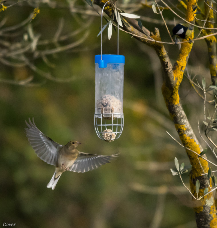 Pinsà comú  (Fringilla coelebs)